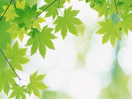 Green Leaves and Green Leaf Backgrounds