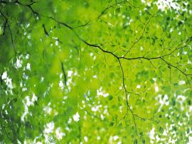 Green Leaves and Green Presentation Backgrounds