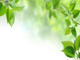 Green Leaves Design Backgrounds