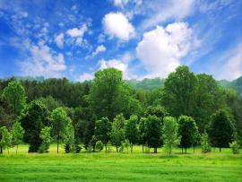 Green Trees Design Backgrounds