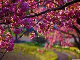 Hd Desktops Of Spring Hd Images 3 HDs   Backgrounds