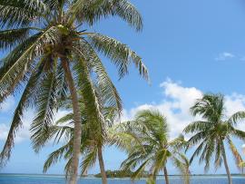 Hd Palm Tree Hd Backgrounds