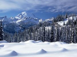 Hd Snow Forest Hd Snow Hd Snow Design Backgrounds