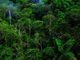 High Resolution Jungle Forests  HD Natures Slides Backgrounds