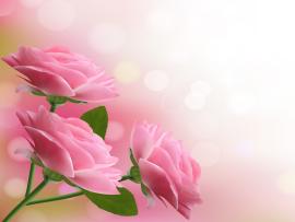 Holiday With Pink Beautiful Flowers Photo Backgrounds