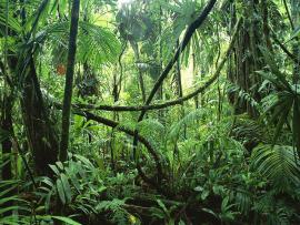 Jungle Forests Pictures Photos Images Photo Backgrounds