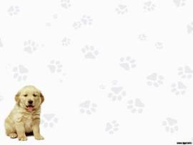 Labrador Retriever  Plantillas PowerPoint Gratis Download Backgrounds