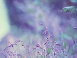 Lavender Crystal Backgrounds