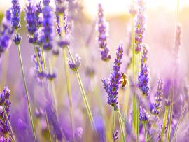 Lavender Flowers Wallpaper Backgrounds