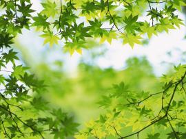 Leaf Green Nature Leaves Graphic Backgrounds