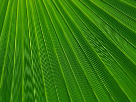 Leaf Green Texture Photo Green  Design Backgrounds