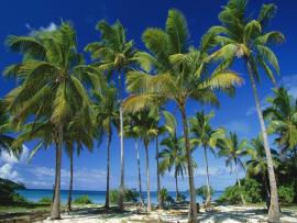 Long Tail  Palm Tree Backgrounds