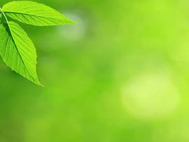 Mint Leaves Picture Backgrounds