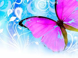 Most Beautiful Butterflies  My Image Photo Backgrounds