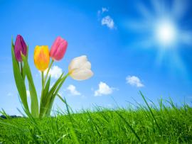 Nature Flowers Spring HD Clip Art Backgrounds