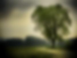 Nature Tree Blurry Graphic Backgrounds