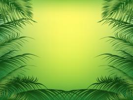 Palm Frame Backgrounds