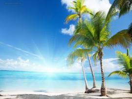 Palm Tree Hd Download Backgrounds