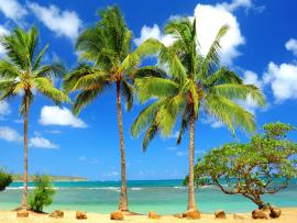 Palm Tree Photo image Backgrounds
