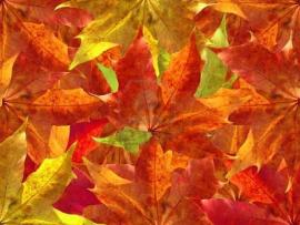 Pemandangan Autumn Leaves Design Backgrounds