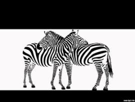 Pics Photos  Zebra S For Graphic Backgrounds