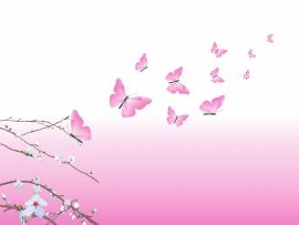 Pink and White Butterfly Frame Backgrounds