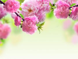 Pink Flowers Mother Day Walpaper Clipart Backgrounds