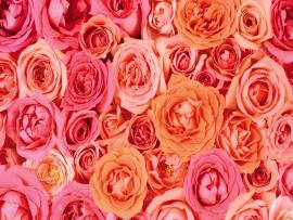 Pink Rose Basket Clip Art Backgrounds