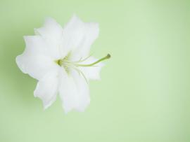 PowerPoint Designs  Nice Flower Lily Themes   Picture Backgrounds