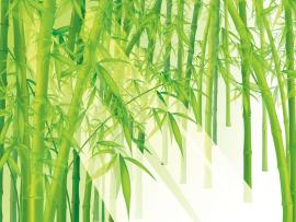 Ppt Bamboo Template Bamboo Template  Wallpaper Backgrounds