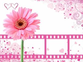 Pretty Pink Flower With Film Clips Backgrounds