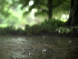 Real Raindrops Backgrounds