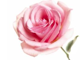 Romantic Pink Roses Clipart Backgrounds