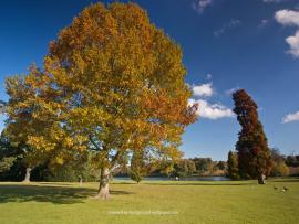 Romantic Tree Hd Backgrounds