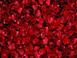 Rosepetal For Hd image Backgrounds