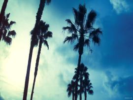 Sky Face Palm Tree Download Backgrounds