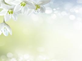 Soft White Floral image Backgrounds