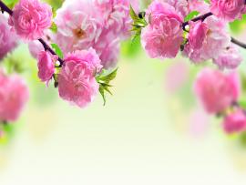 Spring Flowers Pictures Photos Images Design Backgrounds
