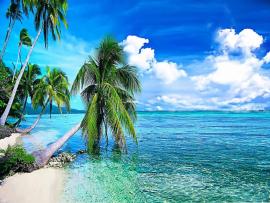 Summer Tropical Beach With Palmi Backgrounds