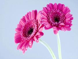 Tag Gerbera Flowerss Photos Imagesand   Clip Art Backgrounds