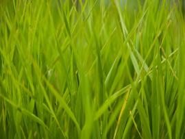 Tall Grass Art Backgrounds