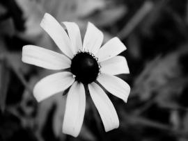 The Beauty Of Flowers Black White Wallpaper Backgrounds