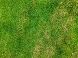 Top Down  Grass Texture Or Green Lawn Photo Image Backgrounds
