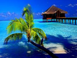 Tropical  Latest Hds Quality Backgrounds