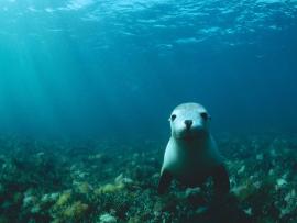 Under Sea Lion Quality Backgrounds