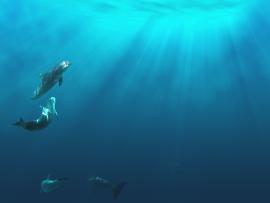 Underwater Dolphin Backgrounds