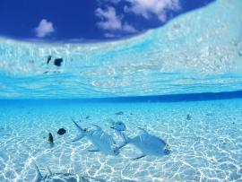 Underwater Ocean Design Backgrounds