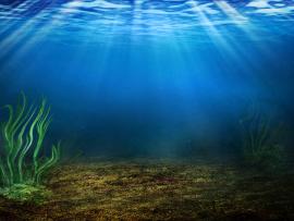 Underwater Plant Life Download Backgrounds