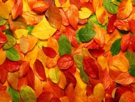 Wallpapers Autumn Leaves Picture Picture Backgrounds