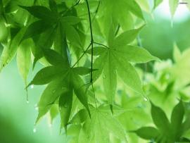 Water Drop and Green Leaves Backgrounds